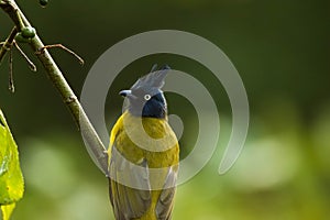 Black-crested Bulbul (Pycnonotus goiavier)