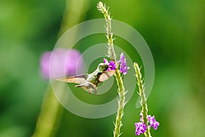 Black-crested Coquette (Lophornis helenae) feeding from a tiny flower in Costa Rica