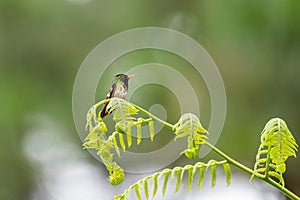Black-crested Coquette (Lophornis helenae) hummingbird in Costa Rica