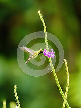 Black-crested Coquette (Lophornis helenae) hummingbird eating nectar from flower in Costa Rica photo