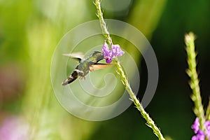 Black-crested Coquette (Lophornis helenae) hummingbird, feeding, in Costa Rica