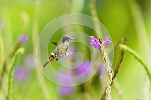 Black-crested Coquette (Lophornis helenae) hummingbird hovering near flwoer in Costa Rica