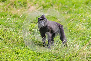 Black crested macaque