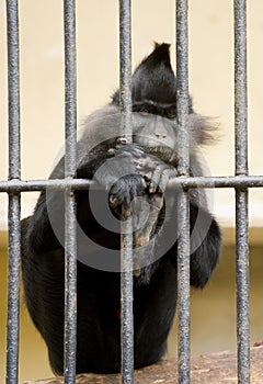 Black-crested Mangabey