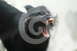 Black crested mangabey