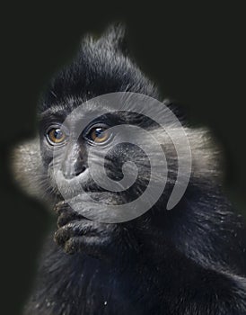 Black crested mangabey monkey.