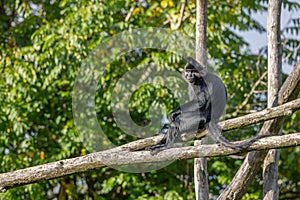 Black crested mangabey playing on wooden rodes sunlit trees blurred background