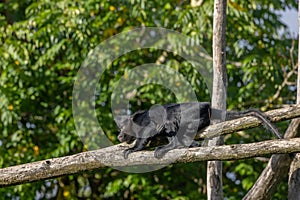 Black crested mangabey playing on wooden rodes sunlit trees blurred background