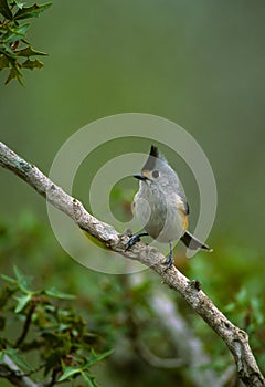 Black-crested Titmouse