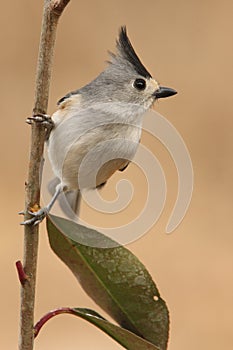 Black-crested Titmouse