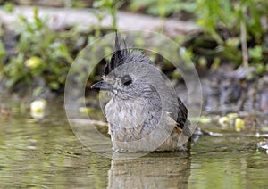 Black-crested titmouse bathing in a pool in the Transitions Wildlife Photography Ranch near Uvalde, Texas.