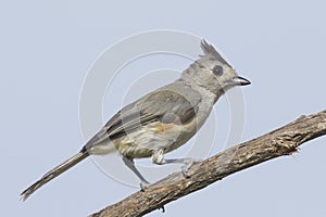 Black-Crested Titmouse