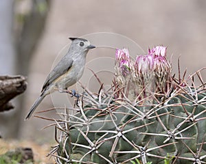 Black-crested titmouse on a horse crippler cactus in the Transitions Wildlife Photography Ranch near Uvalde, Texas.