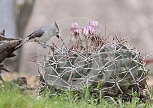 Black-crested titmouse on a horse crippler cactus in the Transitions Wildlife Photography Ranch near Uvalde, Texas.