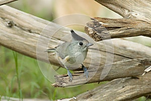 Black-crested Titmouse