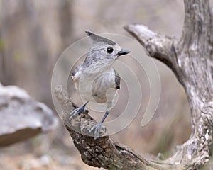 Black-crested titmouse on a log perch in the Transitions Wildlife Photography Ranch near Uvalde, Texas.