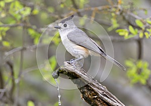 Black-crested titmouse on a log perch with a water spigot in the Transitions Wildlife Photography Ranch near Uvalde, Texas.