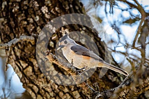 Black-crested titmouse resting on a branch