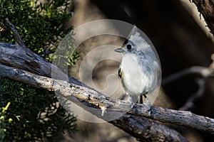Black Crested Titmouse
