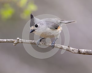 Black-crested titmouse on a tree branch in the Transitions Wildlife Photography Ranch near Uvalde, Texas.