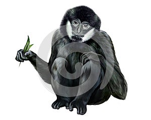 Black crested, white-cheeked gibbon, Nomascus concolor