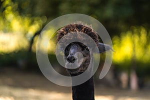 Black cria alpaca face and neck portrait, young funny animal