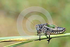 Black cricket