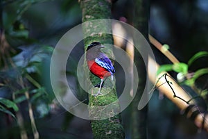 Black-and-crimson pitta