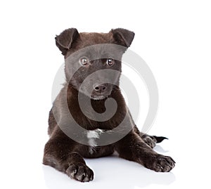 Black crossbreed dog lying in front. isolated on white background