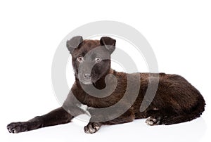 Black crossbreed dog lying. isolated on white background