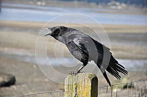 Čierny vrana 