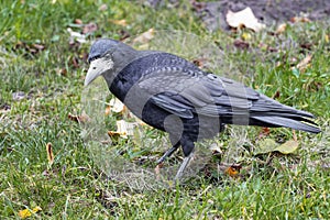 Black crow in the autumn meadow. Corvus Corvidae