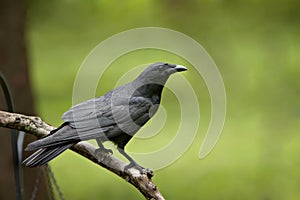 Black Crow on bare limb