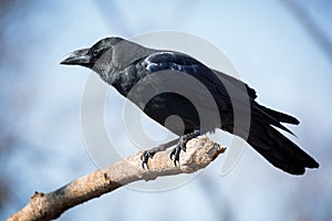 Černý vrána 