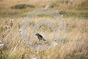 Black crow bird in dry grass field