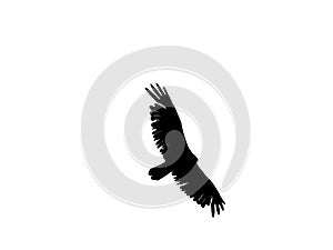 Black crow or img