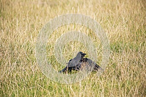 Black crow bird with funny face and posture