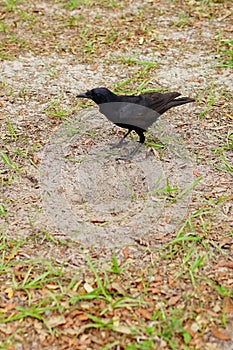 Black Crow bird