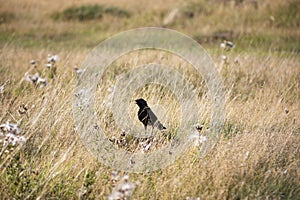 Black crow bird with open beak in dry grass field