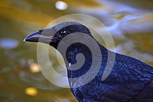 Black crow bird raven portrait corbie feathers