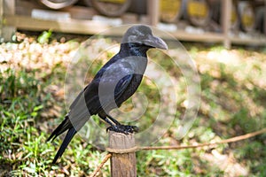 Black Crow Bird or Raven Sitting on Top of Branch