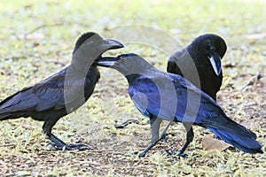 black crow bird standing on ground