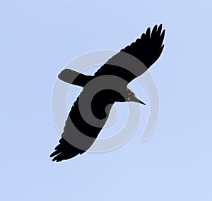 Black crow on blue sky in flight