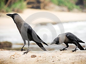 The  black crow on the branch