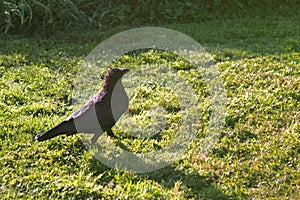 carrion crow on lawn