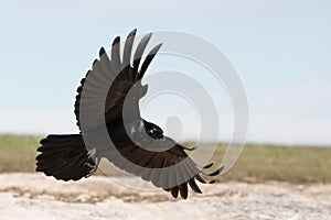 Black Crow coming in to land.