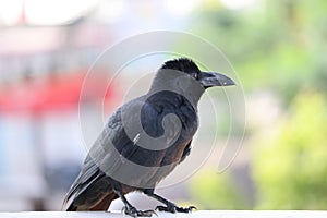 Black crow, Corvus corone, common crow