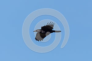 Black crow corvus corone in flight in blue sky with spread wings