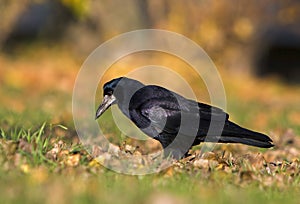 Black crow ( Corvux frugileus ) photo
