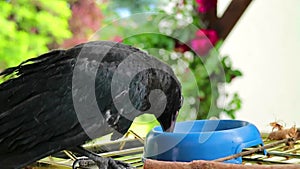 A black crow digging up worms. raven.. Corvus corone.